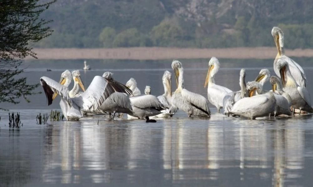 Γρίπη των πτηνών: Συνεχίζεται η επιχείρηση περισυλλογής των νεκρών πουλιών στις λίμνες της Δυτ. Μακεδονίας